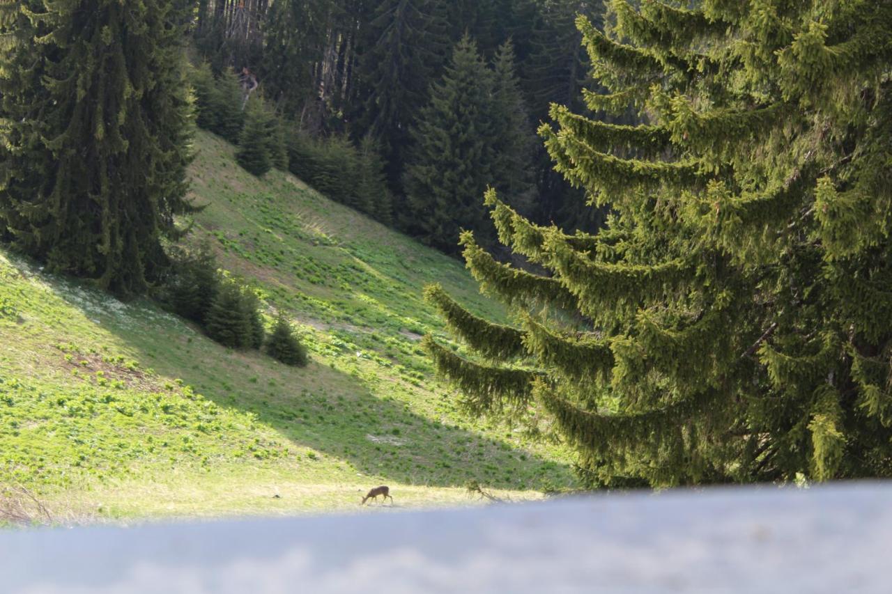 Pamporovo Hotel Snezhanka A425 エクステリア 写真
